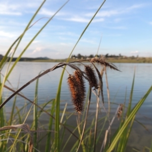 Carex fascicularis at Weston Creek, ACT - 24 Apr 2017 06:11 PM