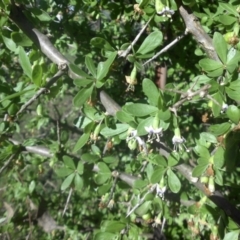 Lycium ferocissimum (African Boxthorn) at Mount Ainslie - 26 Apr 2017 by SilkeSma