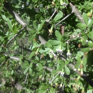 Lycium ferocissimum at Majura, ACT - 27 Apr 2017