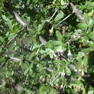 Lycium ferocissimum (African Boxthorn) at Majura, ACT - 27 Apr 2017 by SilkeSma
