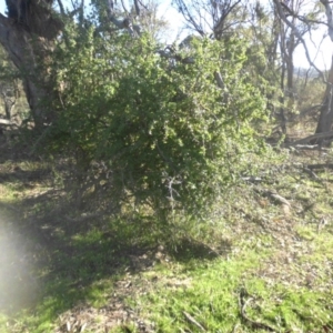 Lycium ferocissimum at Majura, ACT - 27 Apr 2017