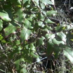 Berberis aquifolium (Oregon Grape) at Majura, ACT - 27 Apr 2017 by SilkeSma