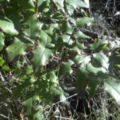 Berberis aquifolium (Oregon Grape) at Majura, ACT - 26 Apr 2017 by SilkeSma