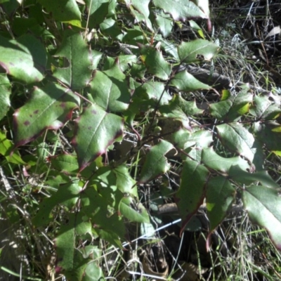Berberis aquifolium (Oregon Grape) at Majura, ACT - 27 Apr 2017 by SilkeSma