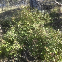 Berberis aquifolium at Majura, ACT - 27 Apr 2017