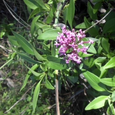 Centranthus ruber (Red Valerian, Kiss-me-quick, Jupiter's Beard) at Majura, ACT - 27 Apr 2017 by SilkeSma