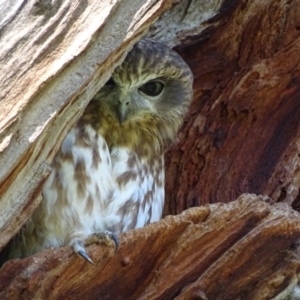 Ninox boobook at Red Hill, ACT - 14 Apr 2017