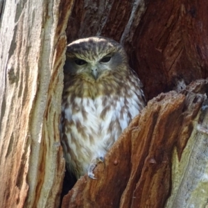 Ninox boobook at Red Hill, ACT - 14 Apr 2017