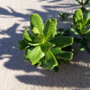 Senecio spathulatus var. latifructus at suppressed - 20 Apr 2017