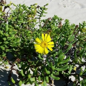 Senecio spathulatus var. latifructus at suppressed - 20 Apr 2017