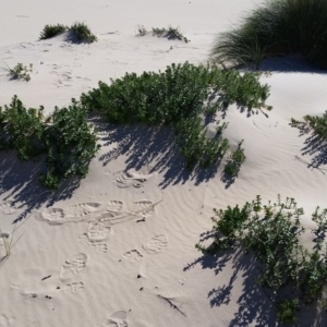 Senecio spathulatus var. latifructus at suppressed - suppressed