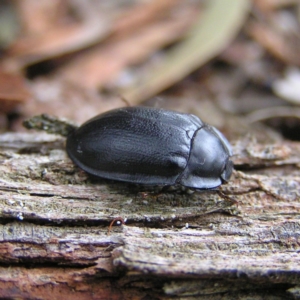 Pterohelaeus piceus at Kambah, ACT - 26 Apr 2017