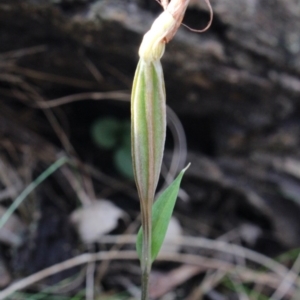 Diplodium sp. at Gundaroo, NSW - suppressed