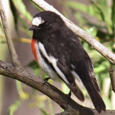 Petroica boodang (Scarlet Robin) at Kambah Pool - 27 Apr 2017 by JohnBundock