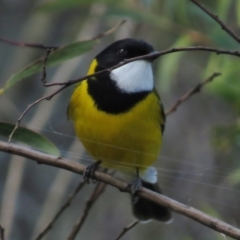 Pachycephala pectoralis (Golden Whistler) at Kambah Pool - 27 Apr 2017 by JohnBundock