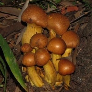 Gymnopilus junonius at Wanniassa, ACT - 27 Apr 2017