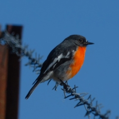 Petroica phoenicea (Flame Robin) at Sutton, ACT - 27 Apr 2017 by CedricBear