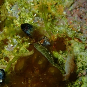 Elysia australis at The Blue Pool, Bermagui - 9 Apr 2017 11:33 AM