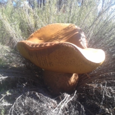 Phlebopus marginatus (Giant Bolete) at Birrigai - 27 Apr 2017 by samreid007