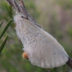Acyphas chionitis (White Tussock Moth) at Greenway, ACT - 27 Oct 2015 by michaelb