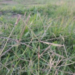 Cynodon dactylon (Couch Grass) at Coombs, ACT - 24 Apr 2017 by michaelb