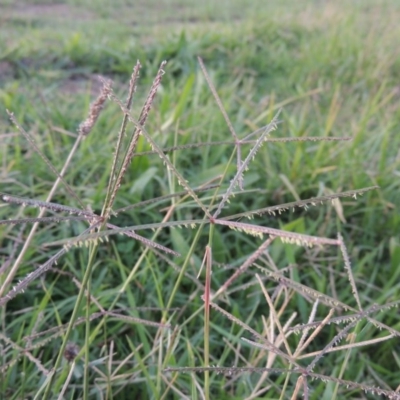 Cynodon dactylon (Couch Grass) at Coombs Ponds - 24 Apr 2017 by michaelb