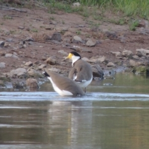 Vanellus miles at Coombs, ACT - 24 Apr 2017