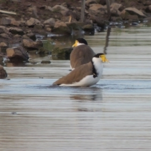 Vanellus miles at Coombs, ACT - 24 Apr 2017