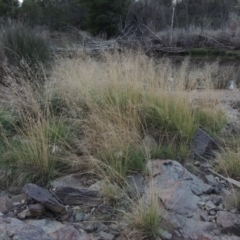 Eragrostis curvula (African Lovegrass) at Coombs, ACT - 24 Apr 2017 by MichaelBedingfield