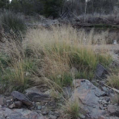 Eragrostis curvula (African Lovegrass) at Molonglo River Reserve - 24 Apr 2017 by michaelb