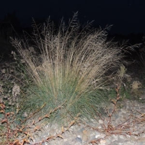 Eragrostis curvula at Molonglo River Reserve - 24 Apr 2017