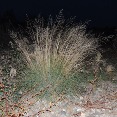 Eragrostis curvula (African Lovegrass) at Coombs, ACT - 24 Apr 2017 by michaelb