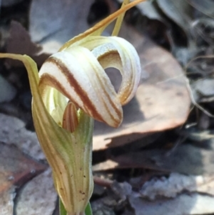 Diplodium truncatum at Sutton, NSW - suppressed