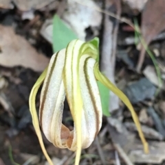 Diplodium truncatum at Sutton, NSW - suppressed