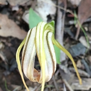 Diplodium truncatum at Sutton, NSW - 27 Apr 2017