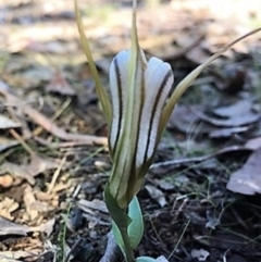 Diplodium truncatum at Sutton, NSW - suppressed