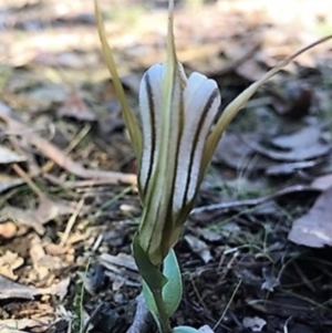 Diplodium truncatum at Sutton, NSW - suppressed