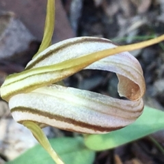 Diplodium truncatum at Sutton, NSW - 27 Apr 2017