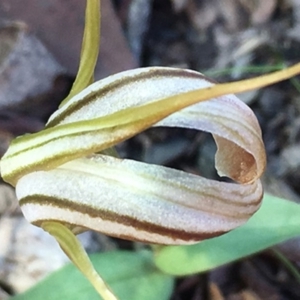 Diplodium truncatum at Sutton, NSW - suppressed