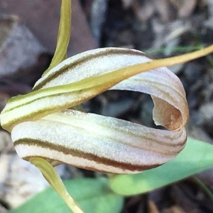 Diplodium truncatum at Sutton, NSW - 27 Apr 2017