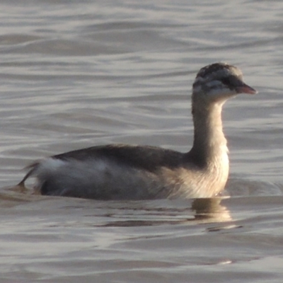 Poliocephalus poliocephalus (Hoary-headed Grebe) at Coombs Ponds - 24 Apr 2017 by michaelb