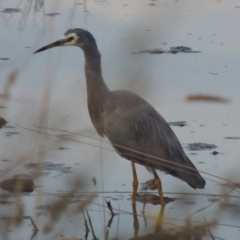 Egretta novaehollandiae (White-faced Heron) at Coombs Ponds - 24 Apr 2017 by michaelb