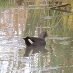 Gallinula tenebrosa (Dusky Moorhen) at Coombs Ponds - 24 Apr 2017 by michaelb