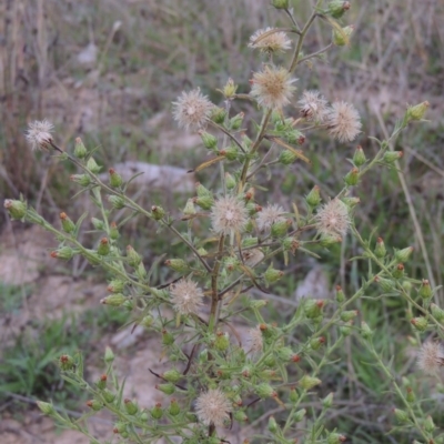 Dittrichia graveolens (Stinkwort) at Coombs, ACT - 24 Apr 2017 by michaelb