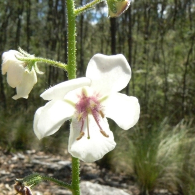 Verbascum blattaria (Moth Mullein) at Tidbinbilla Nature Reserve - 30 Dec 2012 by Mike