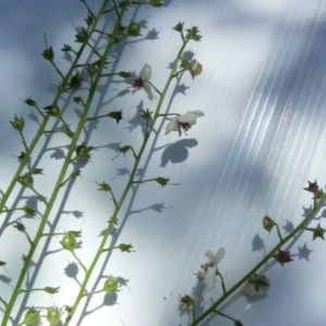 Verbascum blattaria at Paddys River, ACT - 30 Dec 2012 01:39 PM