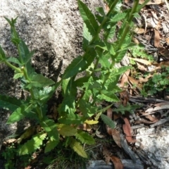 Verbascum blattaria at Paddys River, ACT - 30 Dec 2012