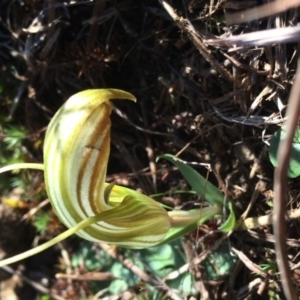 Diplodium truncatum at Bungendore, NSW - 27 Apr 2017