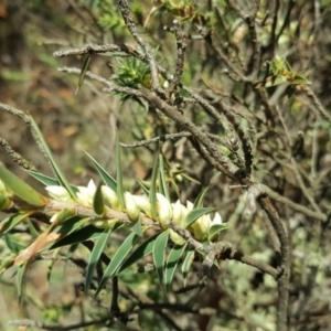Melichrus urceolatus at Garran, ACT - 28 Apr 2017