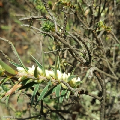 Melichrus urceolatus (Urn Heath) at Garran, ACT - 28 Apr 2017 by Mike